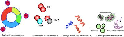 Mesenchymal Stem Cell Senescence and Rejuvenation: Current Status and Challenges